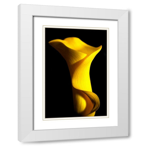 Yellow Lily White Modern Wood Framed Art Print with Double Matting by Putman, Tammy