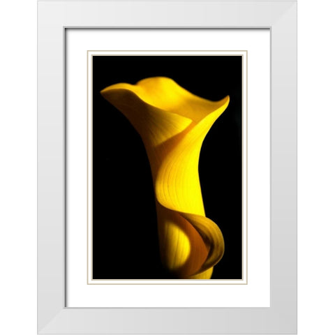 Yellow Lily White Modern Wood Framed Art Print with Double Matting by Putman, Tammy
