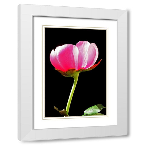 Pink Peony II White Modern Wood Framed Art Print with Double Matting by Putman, Tammy