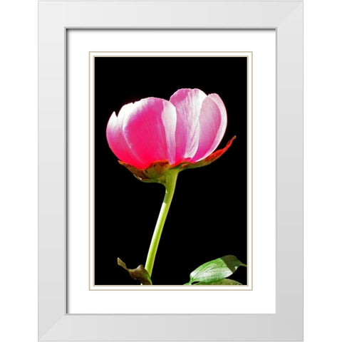 Pink Peony II White Modern Wood Framed Art Print with Double Matting by Putman, Tammy
