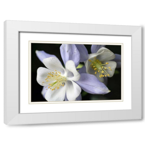 Purple Columbine I White Modern Wood Framed Art Print with Double Matting by Putman, Tammy