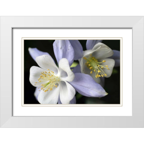 Purple Columbine I White Modern Wood Framed Art Print with Double Matting by Putman, Tammy