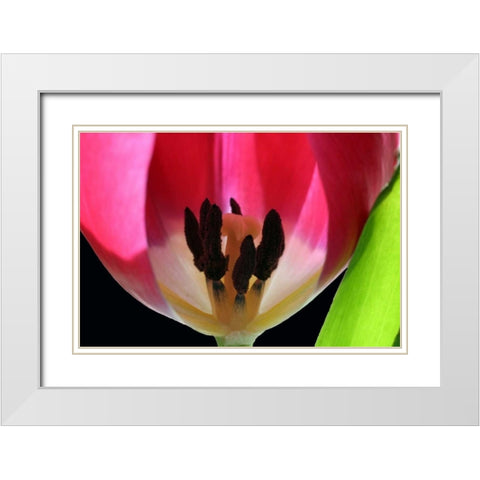 Pink Tulip White Modern Wood Framed Art Print with Double Matting by Putman, Tammy