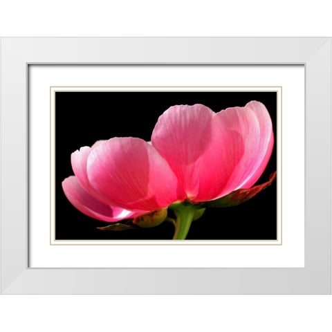 Pink Peony III White Modern Wood Framed Art Print with Double Matting by Putman, Tammy