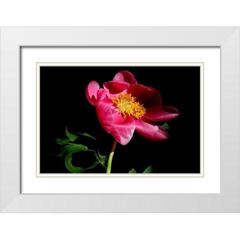 Pink Peony IV White Modern Wood Framed Art Print with Double Matting by Putman, Tammy