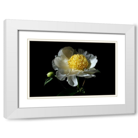 White Peony I White Modern Wood Framed Art Print with Double Matting by Putman, Tammy