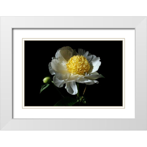 White Peony I White Modern Wood Framed Art Print with Double Matting by Putman, Tammy