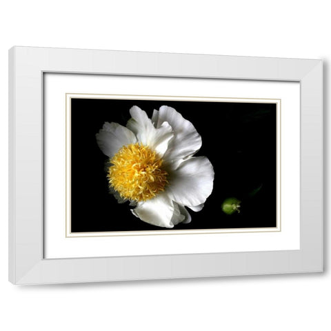 White Peony II White Modern Wood Framed Art Print with Double Matting by Putman, Tammy