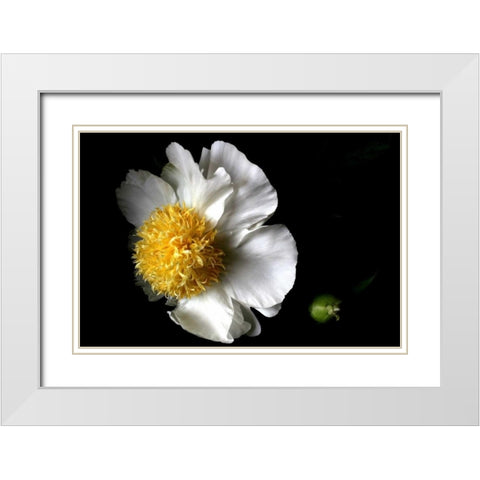 White Peony II White Modern Wood Framed Art Print with Double Matting by Putman, Tammy