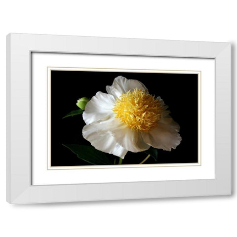 White Peony III White Modern Wood Framed Art Print with Double Matting by Putman, Tammy