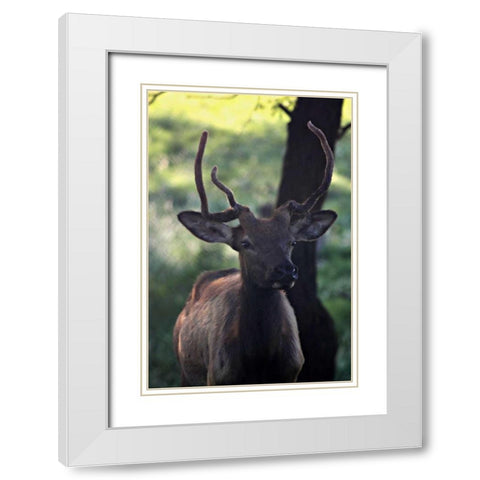Elk I White Modern Wood Framed Art Print with Double Matting by Putman, Tammy