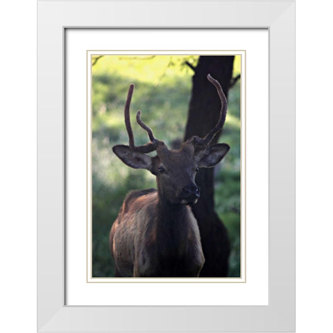 Elk I White Modern Wood Framed Art Print with Double Matting by Putman, Tammy