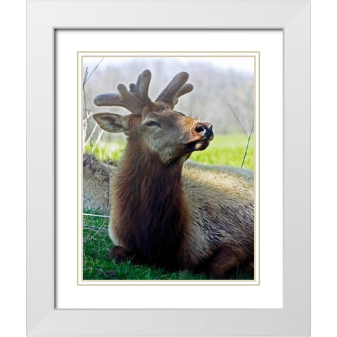 Elk II White Modern Wood Framed Art Print with Double Matting by Putman, Tammy