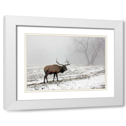 Elk III White Modern Wood Framed Art Print with Double Matting by Putman, Tammy