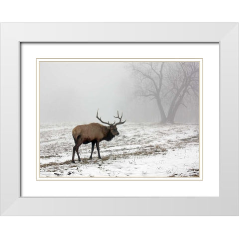 Elk III White Modern Wood Framed Art Print with Double Matting by Putman, Tammy