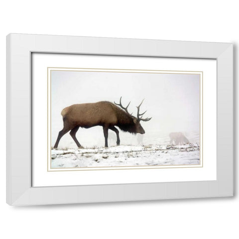 Elk IV White Modern Wood Framed Art Print with Double Matting by Putman, Tammy