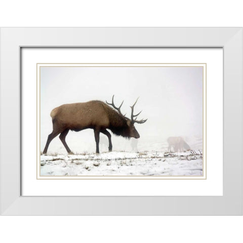 Elk IV White Modern Wood Framed Art Print with Double Matting by Putman, Tammy