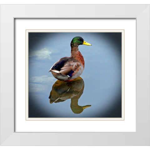 Mallard Reflection White Modern Wood Framed Art Print with Double Matting by Putman, Tammy