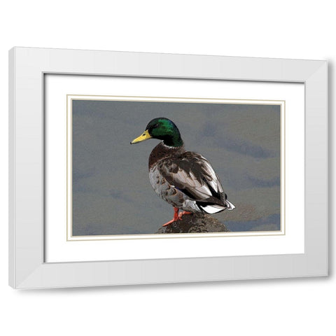 Mallard White Modern Wood Framed Art Print with Double Matting by Putman, Tammy