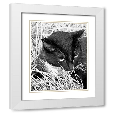 Jinx I White Modern Wood Framed Art Print with Double Matting by Putman, Tammy