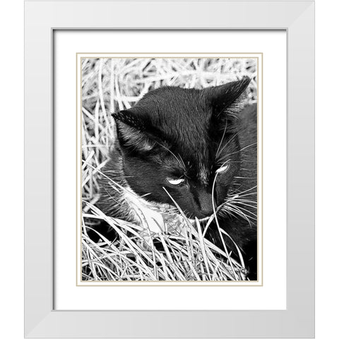 Jinx I White Modern Wood Framed Art Print with Double Matting by Putman, Tammy