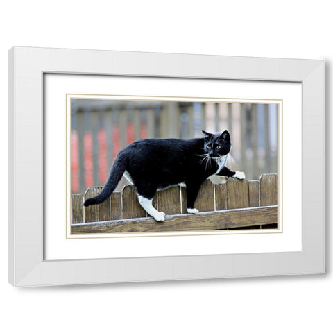 Jinx II White Modern Wood Framed Art Print with Double Matting by Putman, Tammy