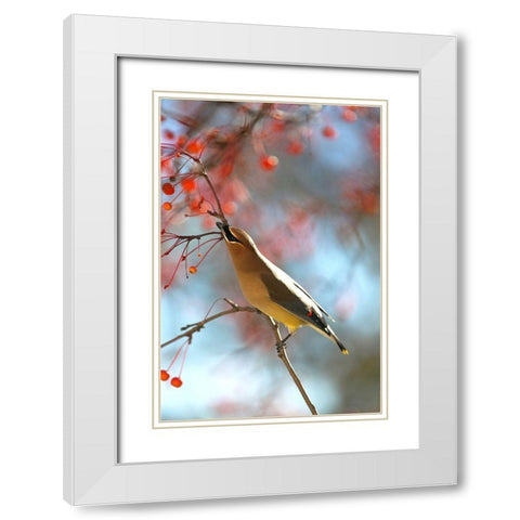 Cedar Wax Wing White Modern Wood Framed Art Print with Double Matting by Putman, Tammy