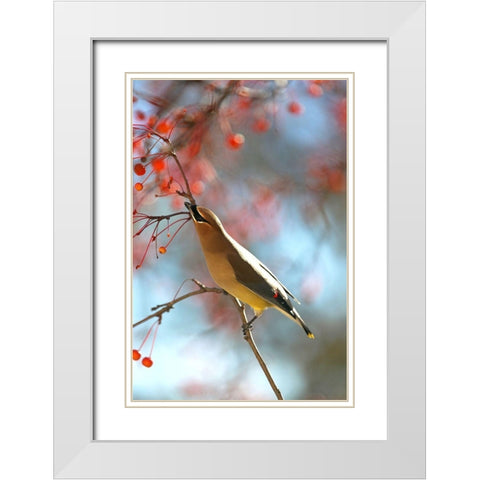 Cedar Wax Wing White Modern Wood Framed Art Print with Double Matting by Putman, Tammy