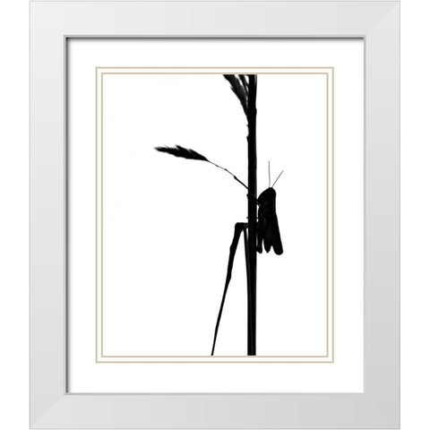 Grasshopper White Modern Wood Framed Art Print with Double Matting by Putman, Tammy