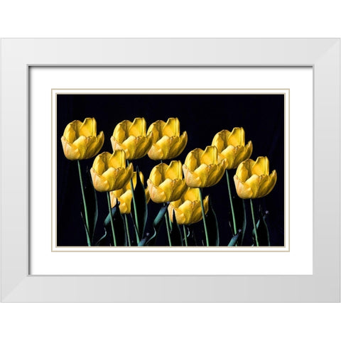 Yellow Tulips White Modern Wood Framed Art Print with Double Matting by Putman, Tammy
