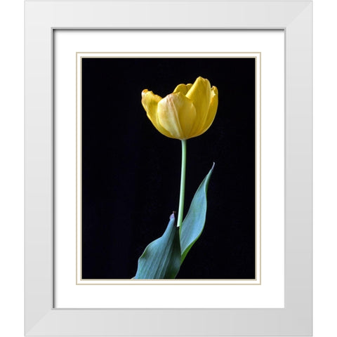 Single Tulip White Modern Wood Framed Art Print with Double Matting by Putman, Tammy