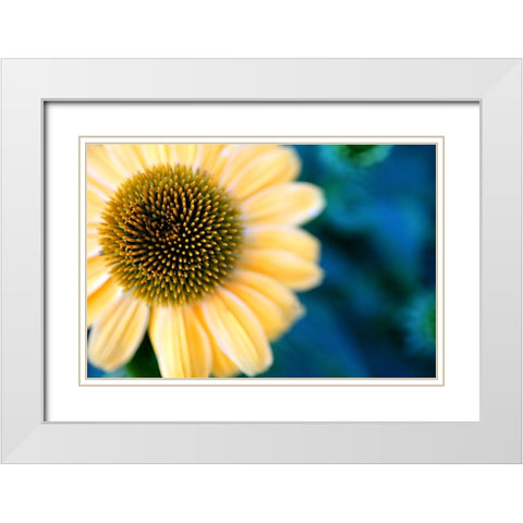 Cone Flowers I White Modern Wood Framed Art Print with Double Matting by Putman, Tammy
