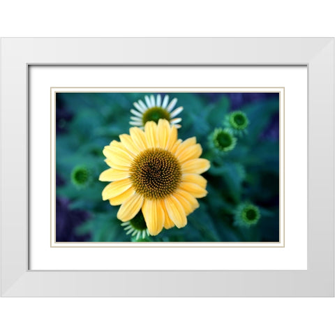 Cone Flowers II White Modern Wood Framed Art Print with Double Matting by Putman, Tammy