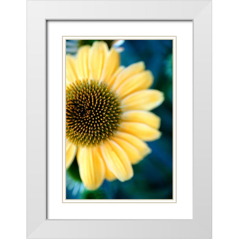 Cone Flowers III White Modern Wood Framed Art Print with Double Matting by Putman, Tammy