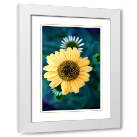 Cone Flowers IV White Modern Wood Framed Art Print with Double Matting by Putman, Tammy