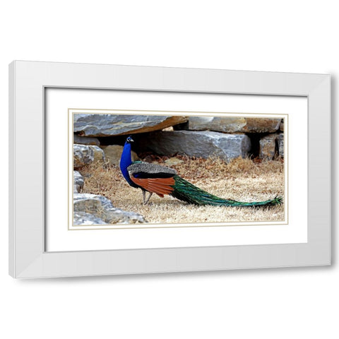 Posing Peacock I White Modern Wood Framed Art Print with Double Matting by Putman, Tammy
