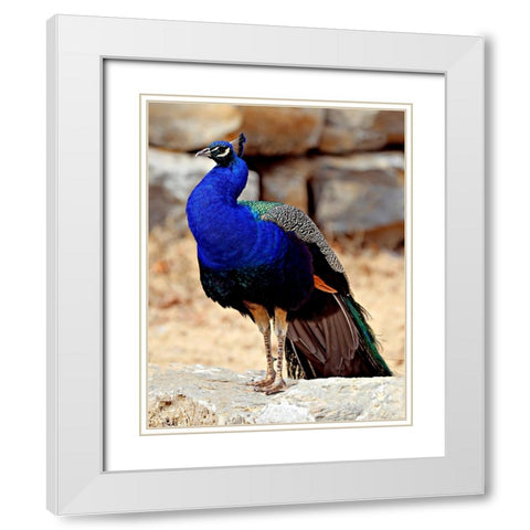 Posing Peacock III White Modern Wood Framed Art Print with Double Matting by Putman, Tammy