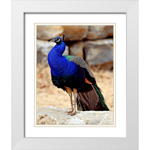 Posing Peacock III White Modern Wood Framed Art Print with Double Matting by Putman, Tammy