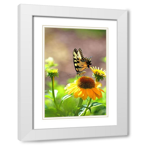 Eastern Tiger Swallowtail Lift White Modern Wood Framed Art Print with Double Matting by Putman, Tammy