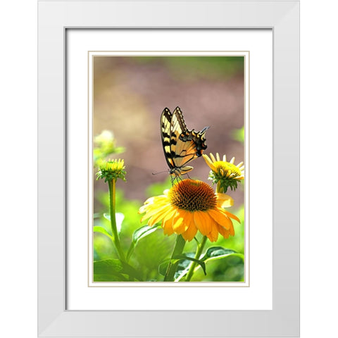 Eastern Tiger Swallowtail Lift White Modern Wood Framed Art Print with Double Matting by Putman, Tammy