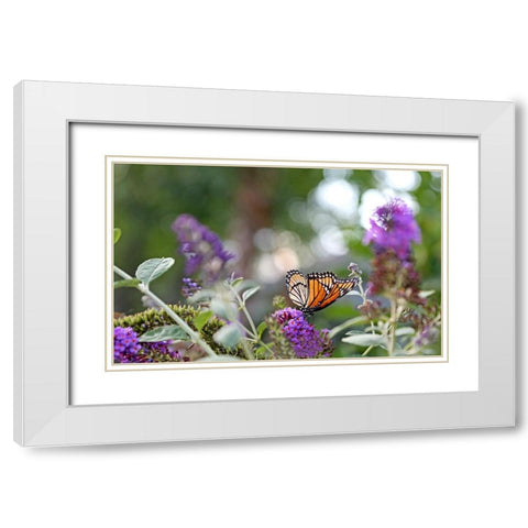 Monarch Garden III White Modern Wood Framed Art Print with Double Matting by Putman, Tammy