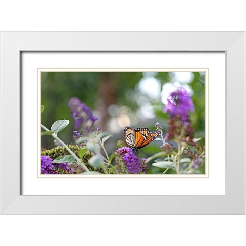 Monarch Garden III White Modern Wood Framed Art Print with Double Matting by Putman, Tammy