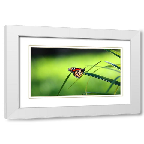 Monarch Patterns White Modern Wood Framed Art Print with Double Matting by Putman, Tammy