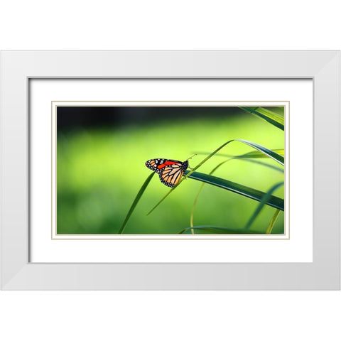 Monarch Patterns White Modern Wood Framed Art Print with Double Matting by Putman, Tammy