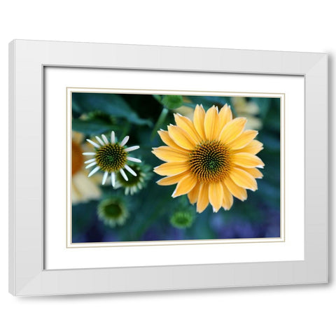 Daisies White Modern Wood Framed Art Print with Double Matting by Putman, Tammy