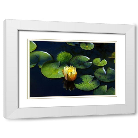 Yellow Water Lily White Modern Wood Framed Art Print with Double Matting by Putman, Tammy