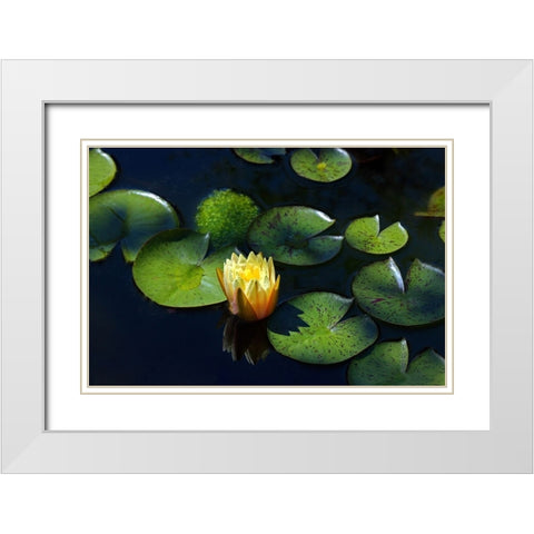 Yellow Water Lily White Modern Wood Framed Art Print with Double Matting by Putman, Tammy