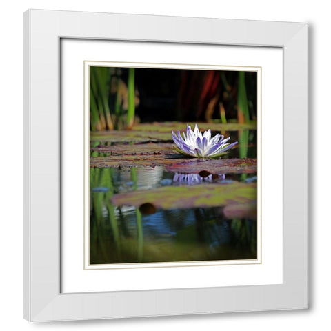 Purple Lily White Modern Wood Framed Art Print with Double Matting by Putman, Tammy