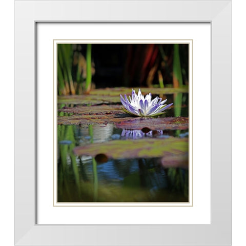 Purple Lily White Modern Wood Framed Art Print with Double Matting by Putman, Tammy