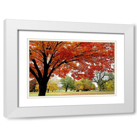 Red Fall White Modern Wood Framed Art Print with Double Matting by Putman, Tammy